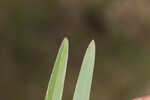 Saltmarsh fingergrass